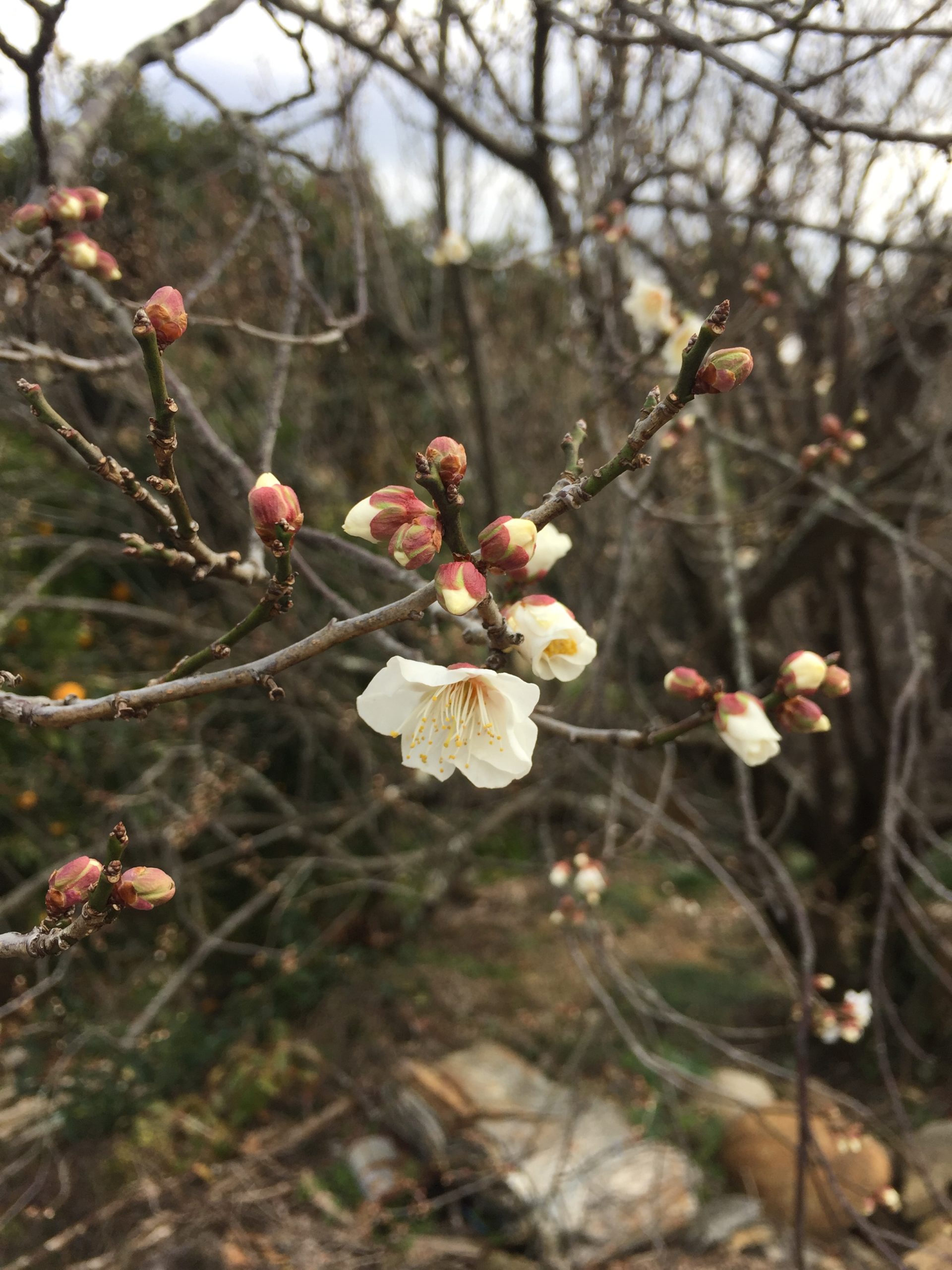 花粉症と天然はちみつ 天然はちみつのシリポッケ養蜂園 非加熱 抗生物質不使用の天然蜂蜜