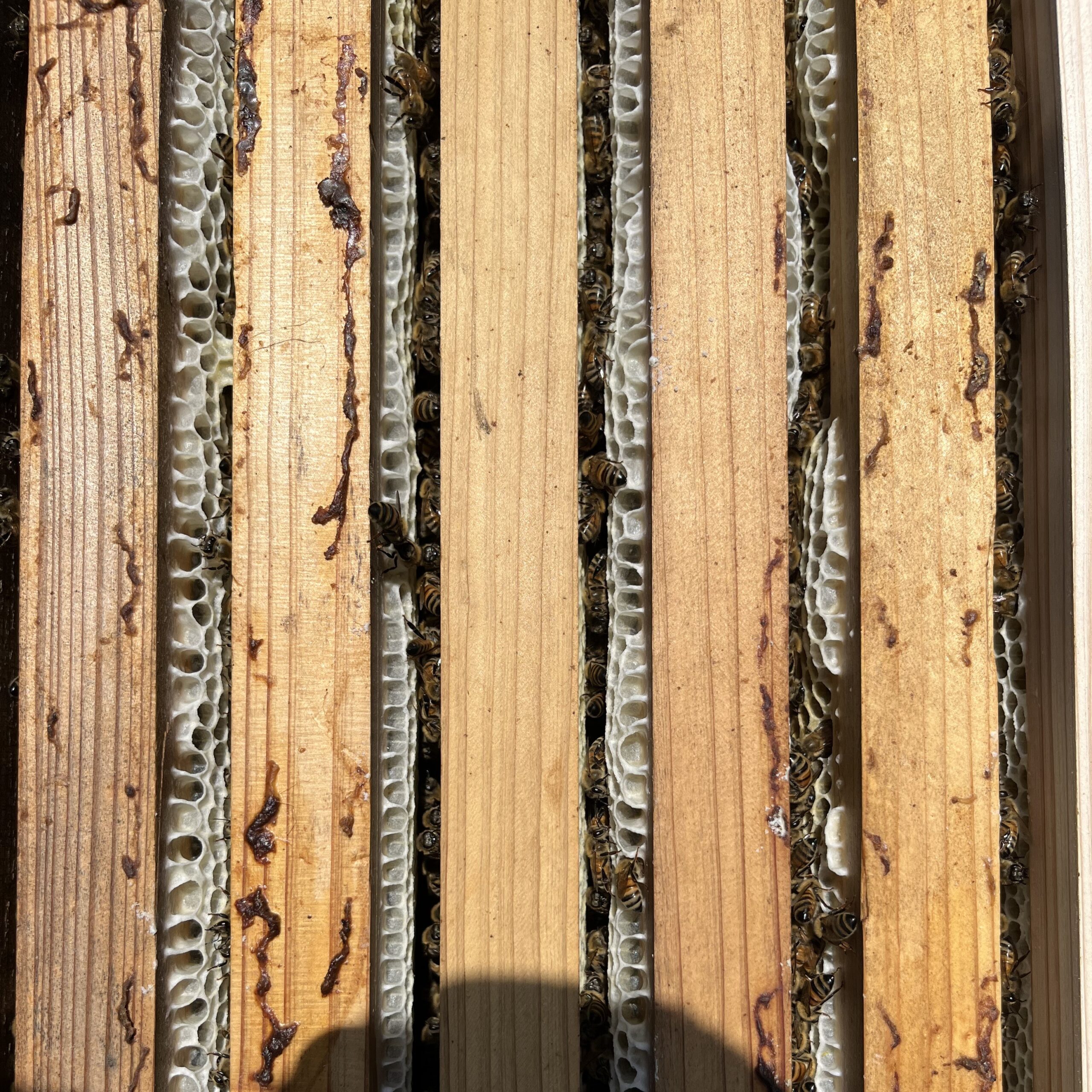 【2024年の新蜜採れました！】